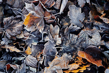 Image showing Beautiful fallen leaves covered with frost