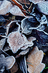 Image showing Beautiful fallen leaves covered with frost