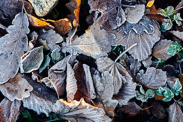 Image showing Beautiful fallen leaves covered with frost