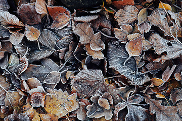 Image showing Beautiful fallen leaves covered with frost