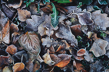 Image showing Beautiful fallen leaves covered with frost