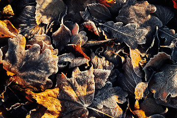 Image showing Beautiful fallen leaves covered with frost