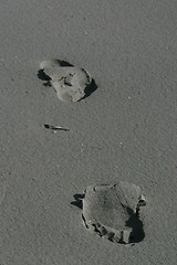 Image showing Footsteps in the sand