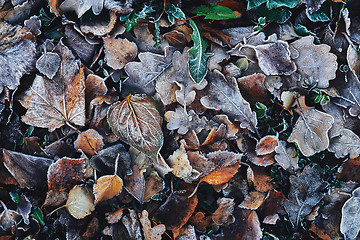 Image showing Beautiful fallen leaves covered with frost