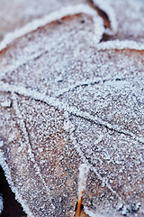 Image showing Beautiful fallen leaves covered with frost