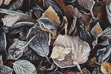 Image showing Beautiful fallen leaves covered with frost