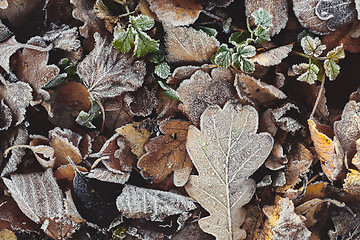 Image showing Beautiful fallen leaves covered with frost