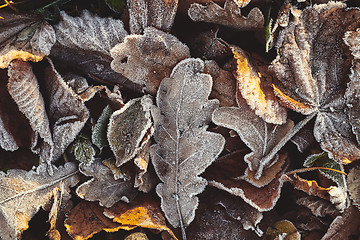 Image showing Beautiful fallen leaves covered with frost