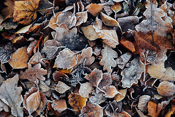 Image showing Beautiful fallen leaves covered with frost