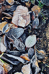 Image showing Beautiful fallen leaves covered with frost