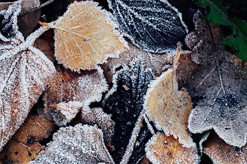 Image showing Beautiful fallen leaves covered with frost