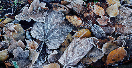 Image showing Beautiful fallen leaves covered with frost