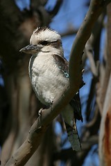 Image showing Cookaburra