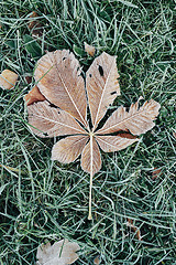 Image showing Fallen chestnut tree leaves covered with frost lie on the frozen grass