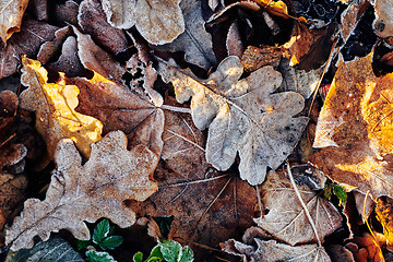 Image showing Beautiful fallen leaves covered with frost