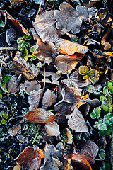 Image showing Beautiful fallen leaves covered with frost