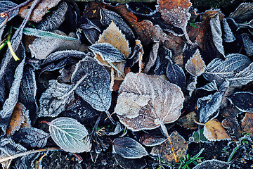 Image showing Beautiful fallen leaves covered with frost