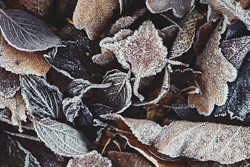 Image showing Beautiful fallen leaves covered with frost