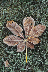 Image showing Fallen chestnut tree leaves covered with frost lie on the frozen grass