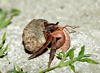 Image showing Brown Hermit Crab
