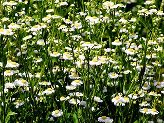 Image showing Wild White Daisies