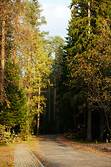 Image showing Asphalt road going through dark conifer forest