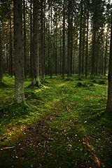 Image showing Path through a pine forest