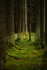 Image showing Sunlight streaming through a pine forest