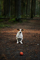 Image showing Dog standing on path