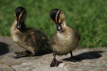 Image showing Ducklings