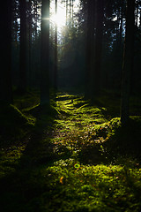 Image showing Sunlight streaming through a pine forest