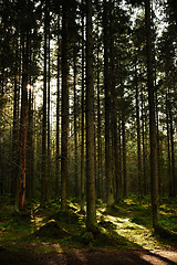 Image showing Sunlight streaming through a pine forest