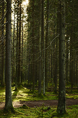 Image showing Sunlight streaming through a pine forest