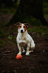 Image showing Dog standing on path