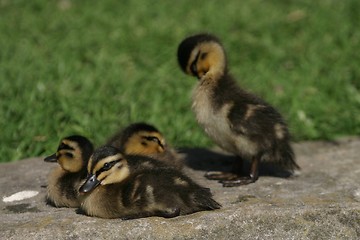 Image showing Ducklings