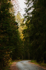 Image showing Asphalt road going through dark conifer forest