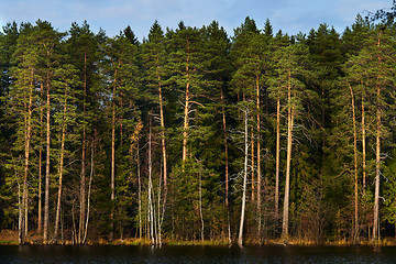 Image showing pine forest on the lake