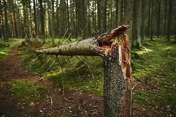 Image showing Broken tree trunk in pine forest