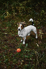 Image showing Dog standing on path