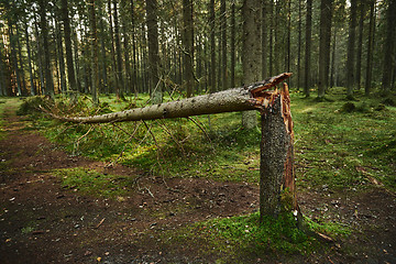 Image showing Broken tree trunk in pine forest