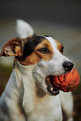 Image showing Jack Russell with orange ball in his mouth