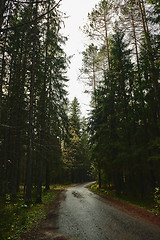 Image showing Asphalt road going through dark conifer forest