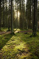 Image showing Sunlight streaming through a pine forest