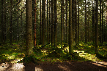 Image showing Sunlight streaming through a pine forest