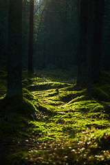 Image showing Sunlight streaming through a pine forest