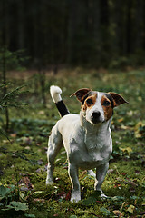 Image showing Dog standing on path