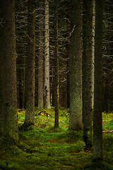 Image showing Sunlight streaming through a pine forest