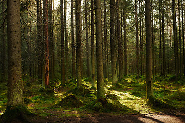 Image showing Sunlight streaming through a pine forest