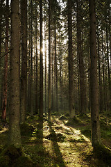 Image showing Sunlight streaming through a pine forest