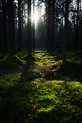 Image showing Sunlight streaming through a pine forest